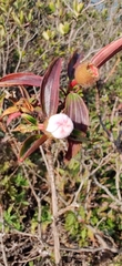Melastoma sanguineum