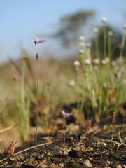 Utricularia hirta