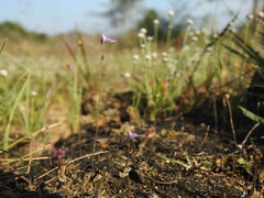 Utricularia hirta