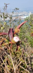 Melastoma sanguineum