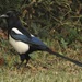 Oriental Magpie - Photo (c) FreckLes, some rights reserved (CC BY-NC), uploaded by FreckLes