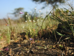 Utricularia hirta