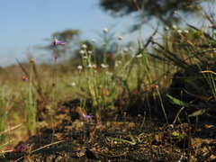 Utricularia hirta