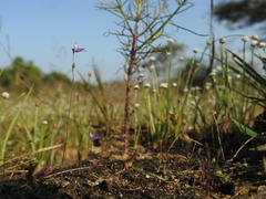 Utricularia hirta