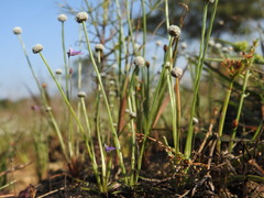 Utricularia hirta
