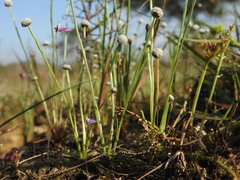 Utricularia hirta