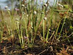 Utricularia hirta
