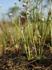 Utricularia hirta