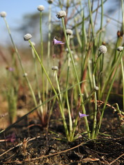 Utricularia hirta