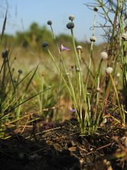 Utricularia hirta