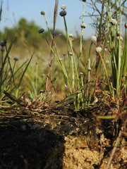 Utricularia hirta