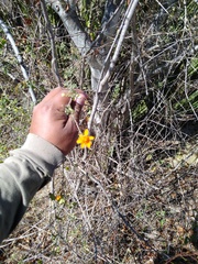 Adenophyllum speciosum