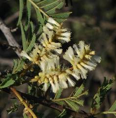 Senegalia hereroensis