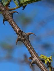 Senegalia hereroensis