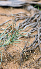 Sitana ponticeriana