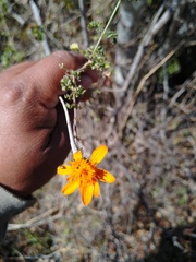 Adenophyllum speciosum