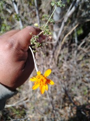 Adenophyllum speciosum