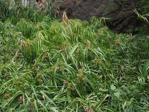 Cyperus alternifolius subsp. flabelliformis image