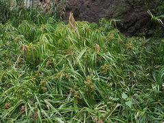 Cyperus alternifolius subsp. flabelliformis image