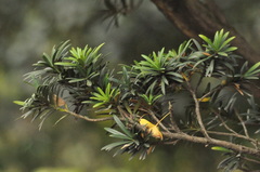 Podocarpus macrophyllus