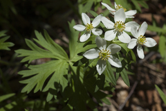 Anemonastrum crinitum
