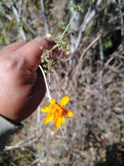 Adenophyllum speciosum