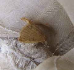 Phalaenostola metonalis