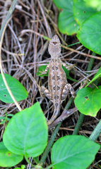 Sitana ponticeriana