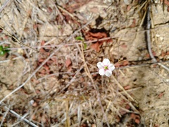 Commicarpus brandegeei