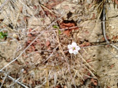 Commicarpus brandegeei