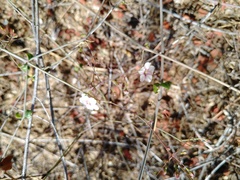 Commicarpus brandegeei