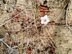 Commicarpus brandegeei