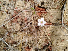 Commicarpus brandegeei