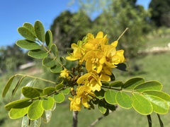 Senna racemosa