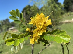 Senna racemosa