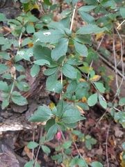 Berberis vulgaris