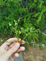 Viscum rotundifolium