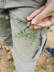 Viscum rotundifolium