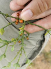 Viscum rotundifolium