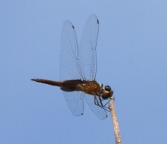 Tramea abdominalis