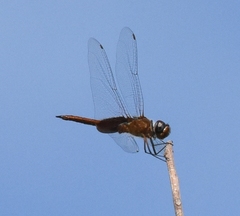 Tramea abdominalis