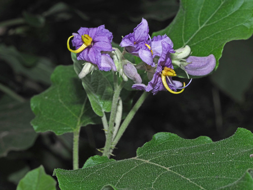 Solanum vespertilio image