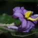 Solanum vespertilio doramae - Photo (c) Felix Riegel, some rights reserved (CC BY-NC), uploaded by Felix Riegel