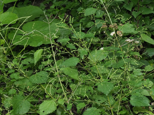 Urtica stachyoides image