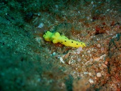 Notodoris