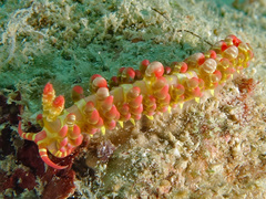 Limenandra barnosii