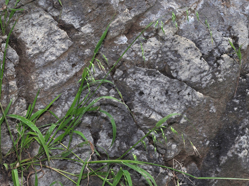 Ehrharta longiflora image