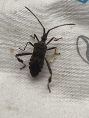 Leptoglossus occidentalis
