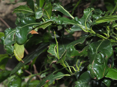 Aceria barbujanae