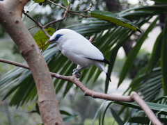 Leucopsar rothschildi